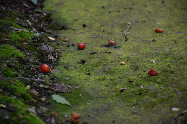 創(chuàng)新土壤污染管控模式，廣州為企業(yè)綠色發(fā)展“保駕護航” 