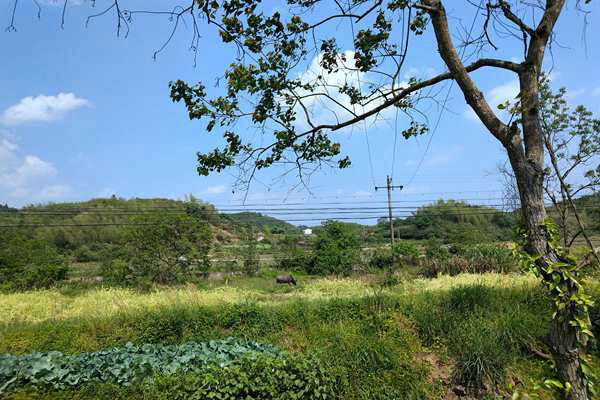 淮北市“三綠”協(xié)同發(fā)力 推動石質(zhì)山綠化提質(zhì)增彩