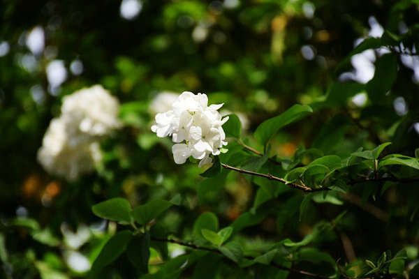 重慶市生態(tài)環(huán)境監(jiān)測中心打造“美麗水源E衛(wèi)士”系統(tǒng)：守護超大城市飲水安全防線