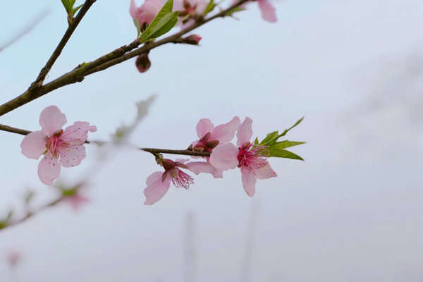 助企精準治污降本增效，蘇州首個“炭管家”智慧平臺全面推廣