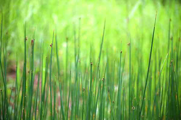 六安市四舉措推深做實(shí)“農(nóng)業(yè)綠”